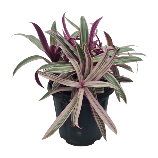 Roheo, boat lily, oyster plant, Tradescantia spathacea